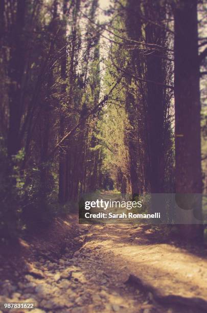 un chemin infini - chemin stock pictures, royalty-free photos & images