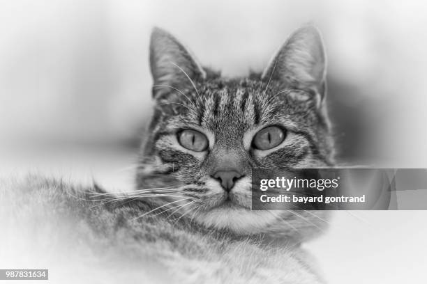 moustique - moustique stock pictures, royalty-free photos & images