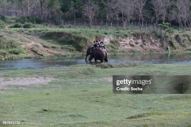 o elefante indiano no trabalho - chitwan - fotografias e filmes do acervo