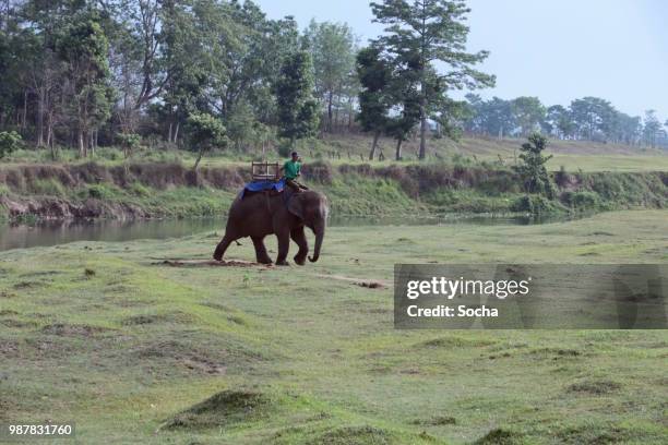 the indian elephant at work - chitwan stock pictures, royalty-free photos & images