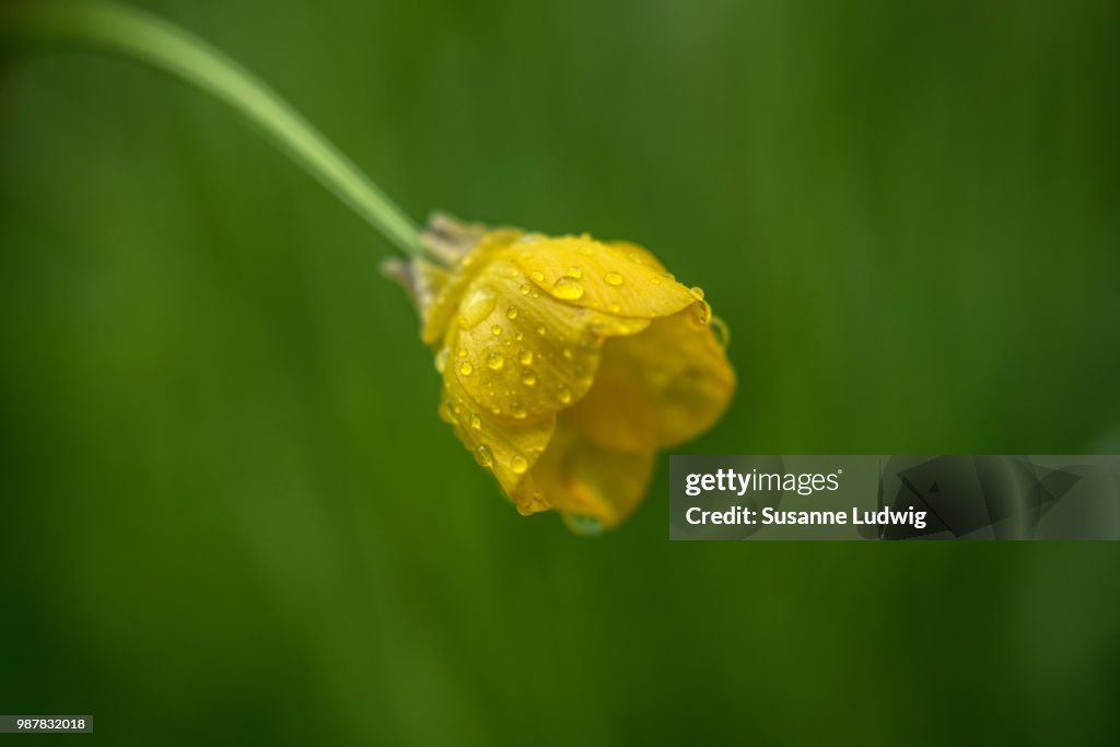 Buttercup in rain