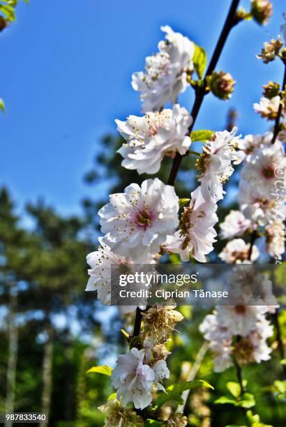 japanese cherry - ciprian stock pictures, royalty-free photos & images