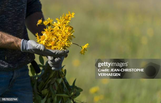 Picker shows harvested arnica montana, also known as wolf's bane on June 26, 2018 in Le Markstein, eastern France. 80 % to 90% of the arnica montana...