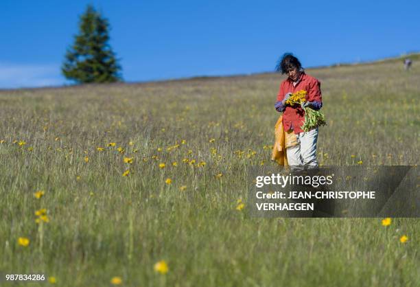 Picker harvests arnica montana, also known as wolf's bane on June 26, 2018 in Le Markstein, eastern France. 80 % to 90% of the arnica montana is...