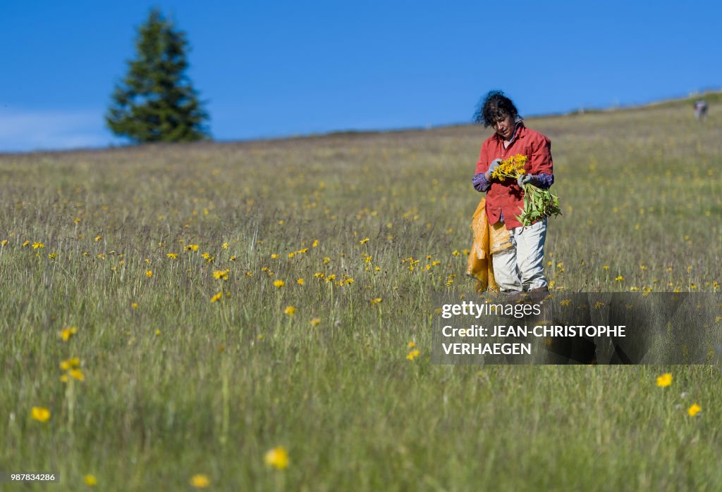 FRANCE-HARVEST-ARNICA