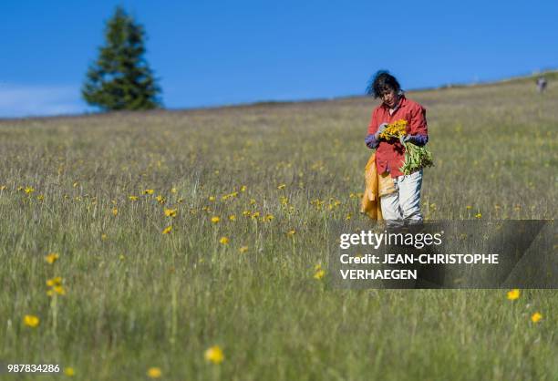 Picker harvests arnica montana, also known as wolf's bane on June 26, 2018 in Le Markstein, eastern France. - 80 % to 90% of the arnica montana is...