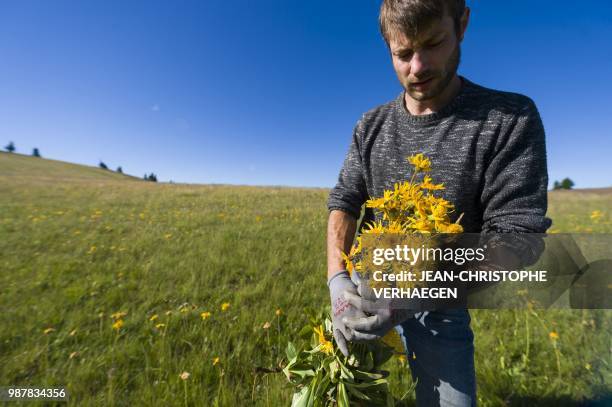 Picker harvests arnica montana, also known as wolf's bane on June 26, 2018 in Le Markstein, eastern France. - 80 % to 90% of the arnica montana is...