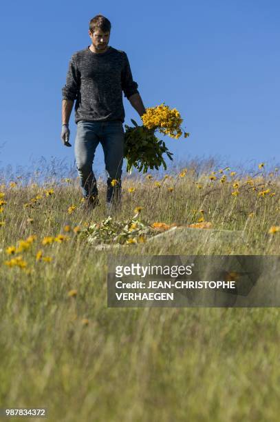 Picker harvests arnica montana, also known as wolf's bane on June 26, 2018 in Le Markstein, eastern France. - 80 % to 90% of the arnica montana is...