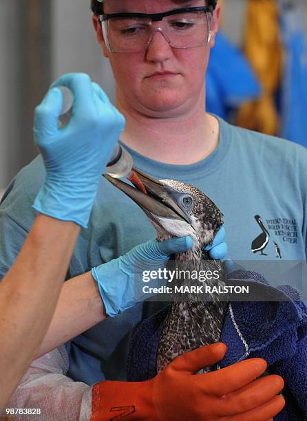 Tri-State Bird Rescue & Research volunteer holds a Northern Gannet bird that was covered in oil from the BP Deepwater Horizon platform disaster off...
