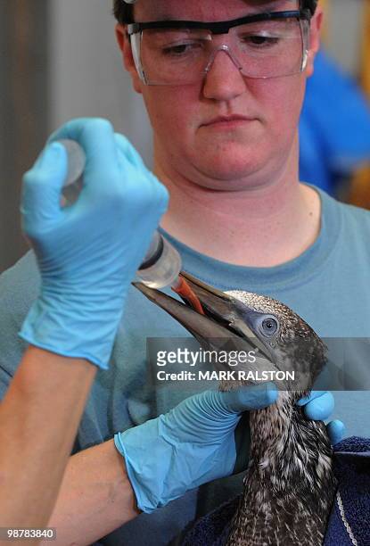 Tri-State Bird Rescue & Research volunteer holds a Northern Gannet bird that was covered in oil from the BP Deepwater Horizon platform disaster off...