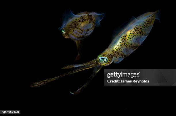 night squid - bigfin reef squid stock pictures, royalty-free photos & images