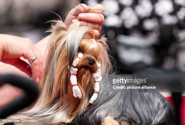 June 2018, Germany, Hanover: A "Yorkshire Terrier" dog is being prepared for a competition at the dog fair Hund & Co. On the fairgrounds in Hanover....