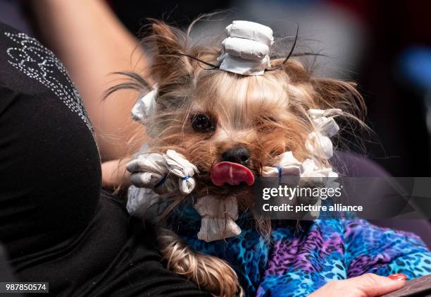 June 2018, Germany, Hanover: A "Yorkshire Terrier" dog is being prepared for a competition at the dog fair Hund & Co. On the fairgrounds in Hanover....