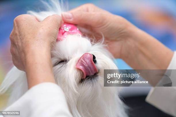 June 2018, Germany, Hanover: A "Malteser" dog is being prepared for a competition at the dog fair Hund & Co. On the fairgrounds in Hanover. The fair...