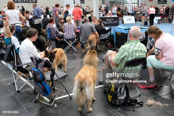 June 2018, Germany, Hanover: Participants waiting for the start of the competitions at the dog fair Hund & Co. On the fairgrounds in Hanover. The...