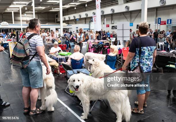 June 2018, Germany, Hanover: Participants walking over the fairgrounds with their dogs at the dog fair Hund & Co. In Hanover. The fair is open to...