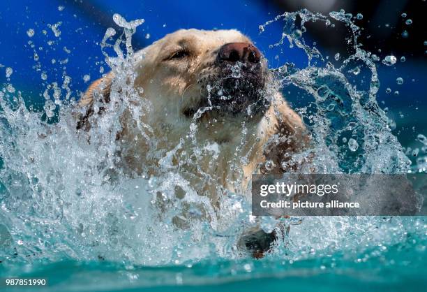 June 2018, Germany, Hanover: The participant "Lotte" the dog jumps into a pool on the fairgrounds at the dog fair Hund & Co. In Hanover. The fair is...