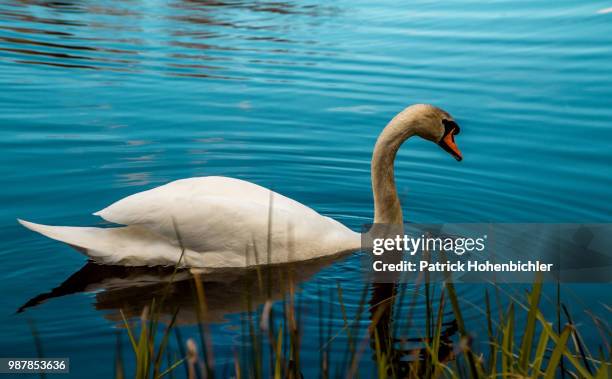 schwan - schwan foto e immagini stock