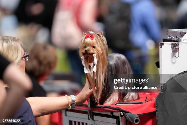 June 2018, Germany, Hanover: A "Yorkshire Terrier" dog is being prepared for a competition at the dog fair Hund & Co. On the fairgrounds in Hanover....