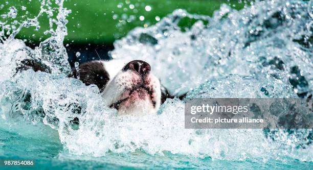 June 2018, Germany, Hanover: The participant "Teddy" the dog jumps into a pool on the fairgrounds at the dog fair Hund & Co. In Hanover. The fair is...