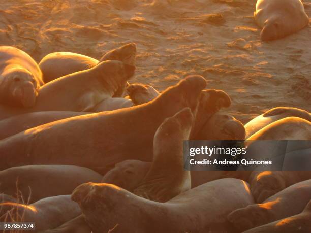 elephant seals - andreas solar stock pictures, royalty-free photos & images