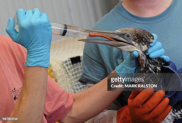 Tri-State Bird Rescue & Research staff Dr. Rebecca Dunne and Heather Nevill hydrate a Northern Gannet bird that was covered in oil from the BP...