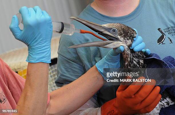Tri-State Bird Rescue & Research staff hydrate a Northern Gannet bird that was covered in oil from the BP Deepwater Horizon platform disaster off the...