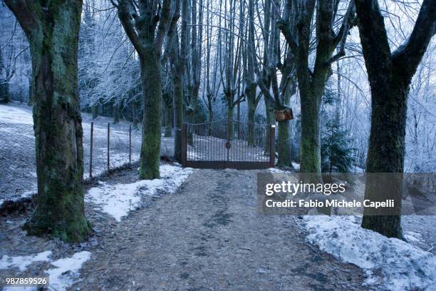 tree-lined avenue with gate - capelli 個照片及圖片檔