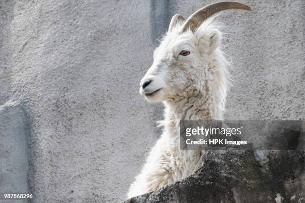 mountain sheep - weißes dickhornschaf stock-fotos und bilder