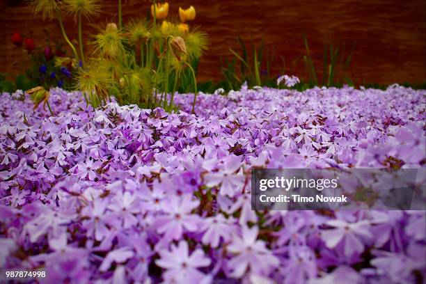 kissen - flower show photos et images de collection