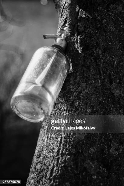 siphon vs. tree - siphon stock pictures, royalty-free photos & images