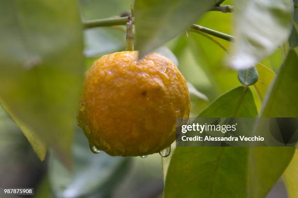 arancia - arancia fotografías e imágenes de stock