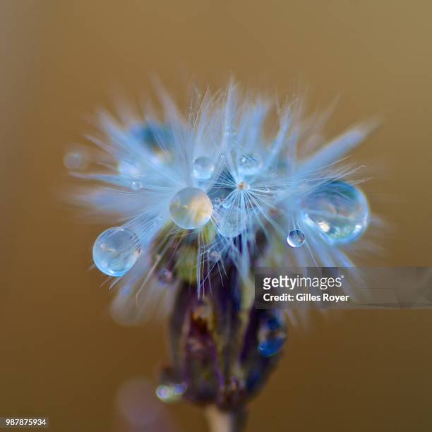 fleur de laitue - final stage - immortelle fleur stock pictures, royalty-free photos & images