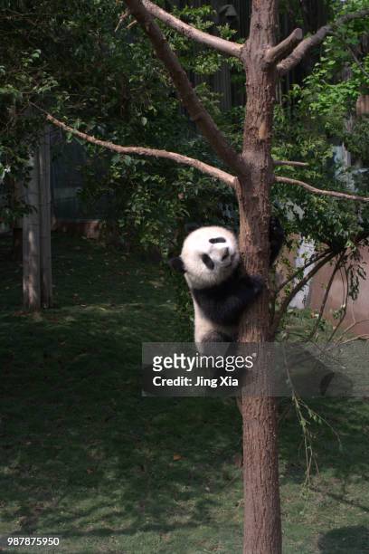 giant panda climbing a tree - queen sofia attends official act for the conservation of giant panda bears stockfoto's en -beelden