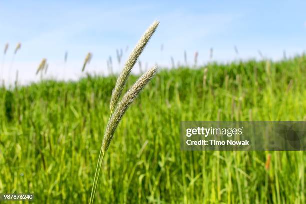 gras - gras field stock pictures, royalty-free photos & images