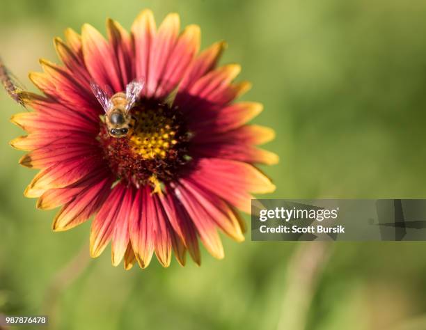Firebee Insect Bee Fire Photos and Premium High Res Pictures - Getty Images
