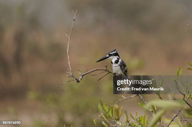 pied kingfisher resting in a little tree at pirang ricefields in - pied kingfisher ceryle rudis stock pictures, royalty-free photos & images