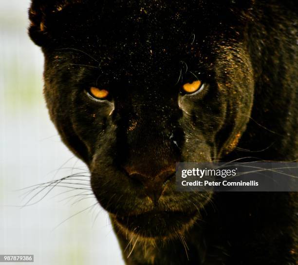 black panther - black leopard fotografías e imágenes de stock