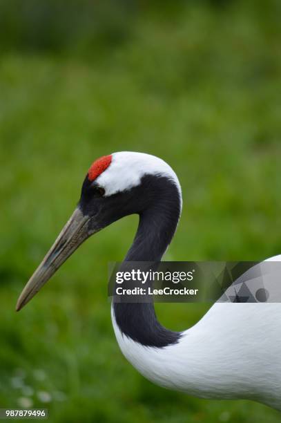european crane - grus rubicunda stock pictures, royalty-free photos & images