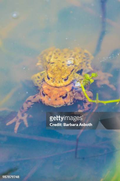 orange and green frog mating underwater - anura stock pictures, royalty-free photos & images