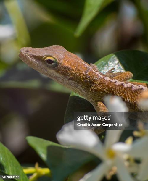 Sharp Anole Lizard Anole Photos and Premium High Res Pictures - Getty Images