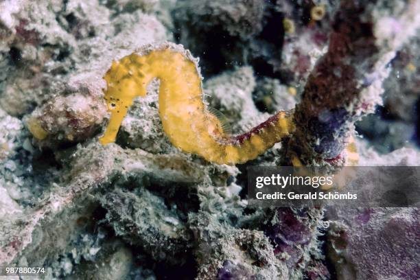 seahorse, south mergui archipelago - mergui-archipelago stock pictures, royalty-free photos & images