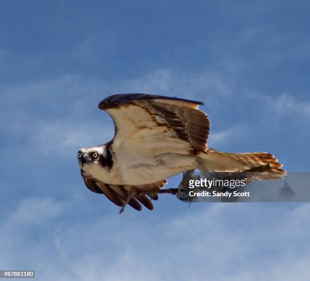 osprey with a nest building twig #2 - hawk nest foto e immagini stock