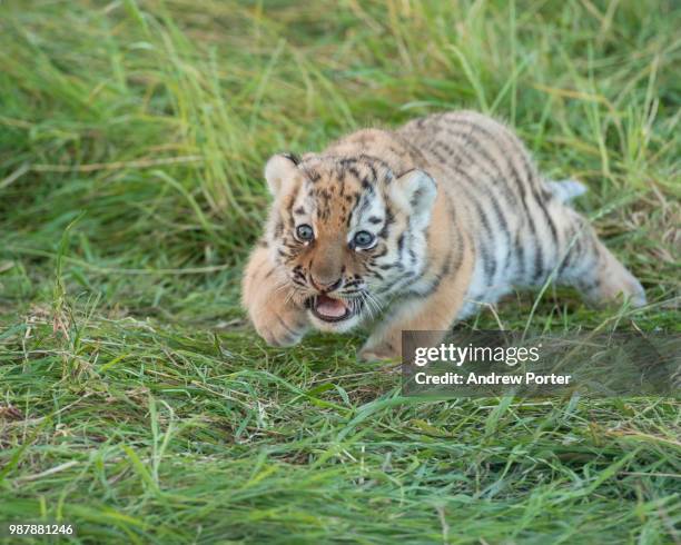 creaping back - tiger cub stockfoto's en -beelden