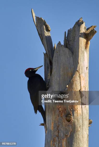 woodpecker on deadwood - teemu tretjakov stock pictures, royalty-free photos & images