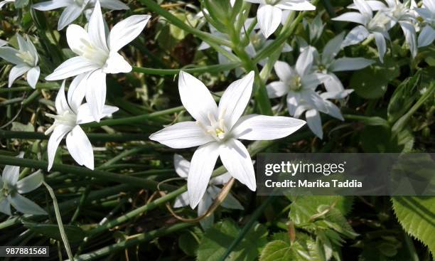 fiori delle mura di ferrara - fiori fotografías e imágenes de stock