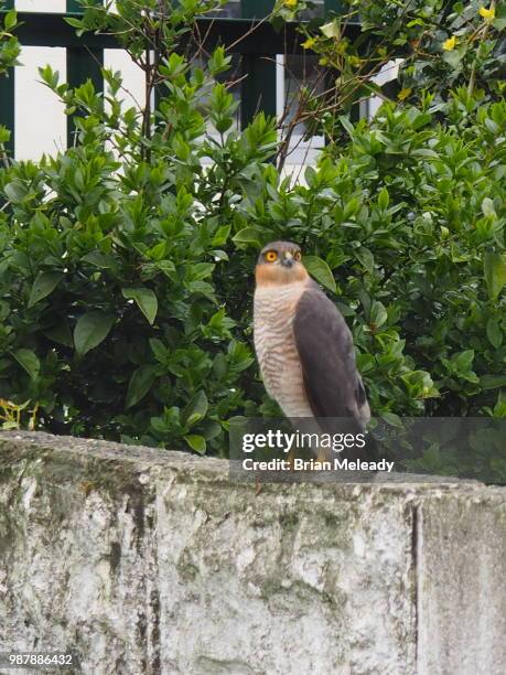 sparrow hawk at rest - sparrow hawk - fotografias e filmes do acervo