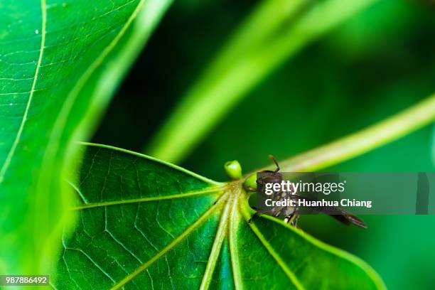 a wasp on a leaf. - comportamientos de la flora fotografías e imágenes de stock