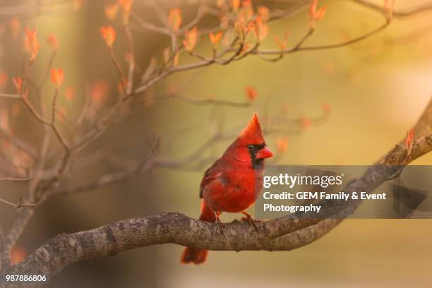 Cardinal Bird In Tree 2,135 Cardinal Bird Tree Stock Photos, High-Res Pictures, and Images ...