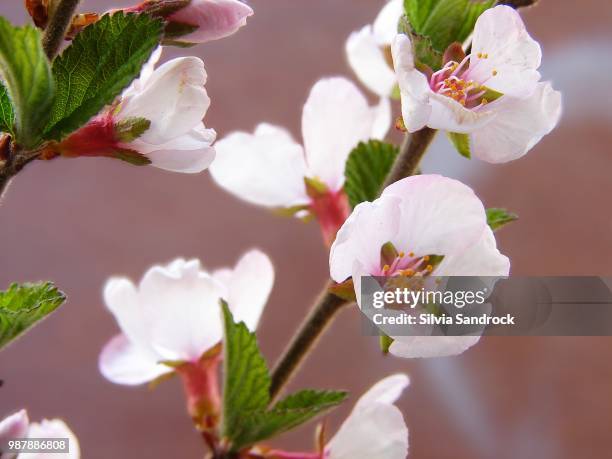 tamarack,canada - tamarack stock pictures, royalty-free photos & images